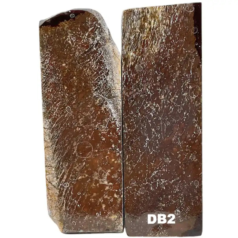 Dino Bone- Natural- Stabilized by Raffir - Maker Material Supply