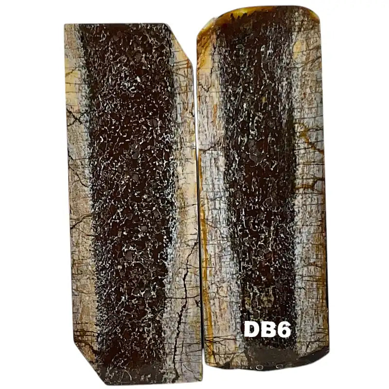 Dino Bone- Natural- Stabilized by Raffir - Maker Material Supply