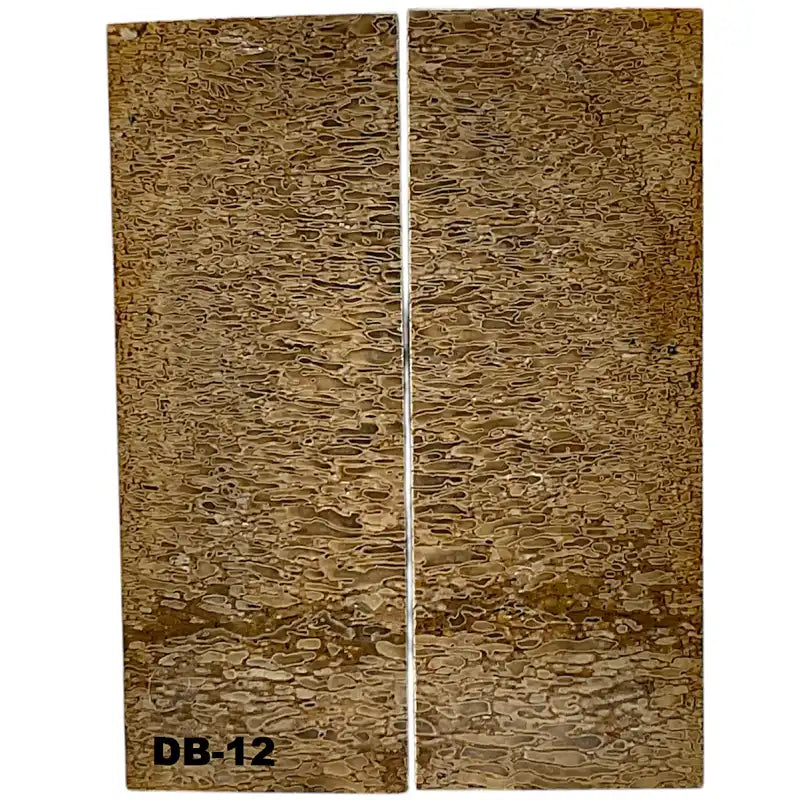 Dino Bone- Natural- Stabilized by Raffir - Maker Material Supply