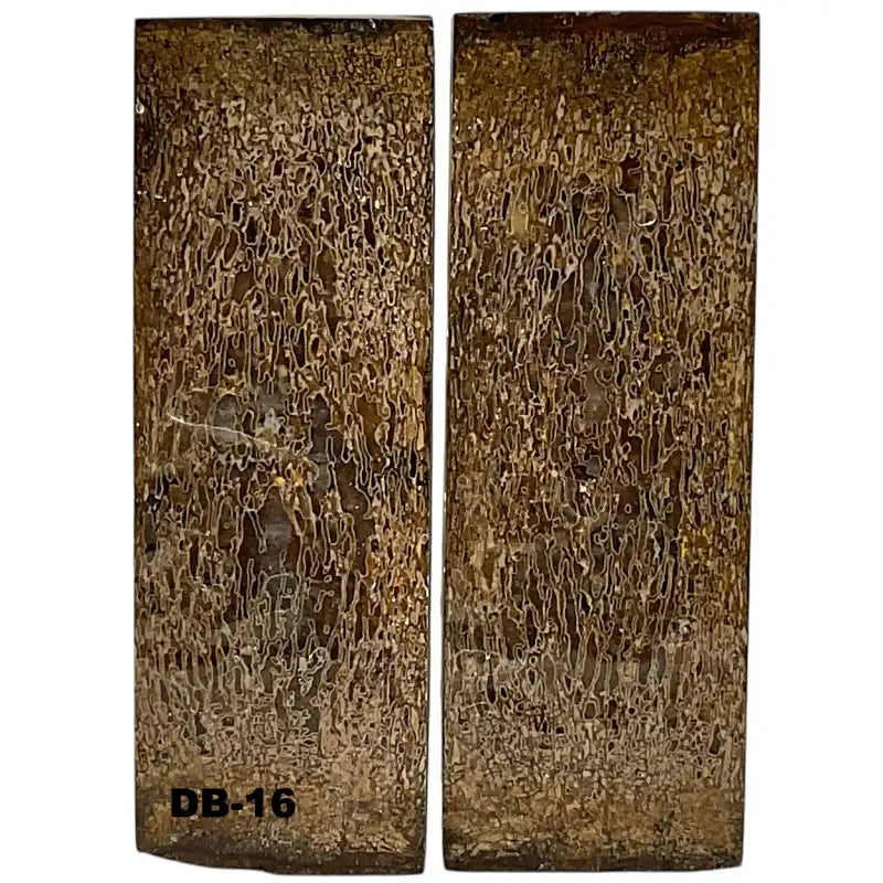 Dino Bone- Natural- Stabilized by Raffir - Maker Material Supply