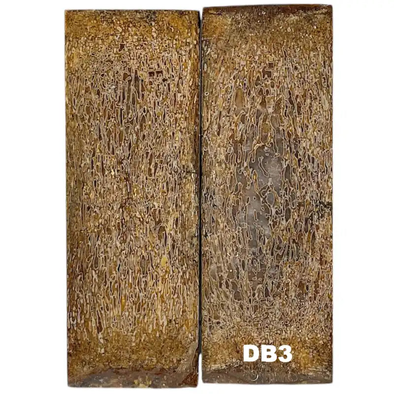 Dino Bone- Natural- Stabilized by Raffir - Maker Material Supply