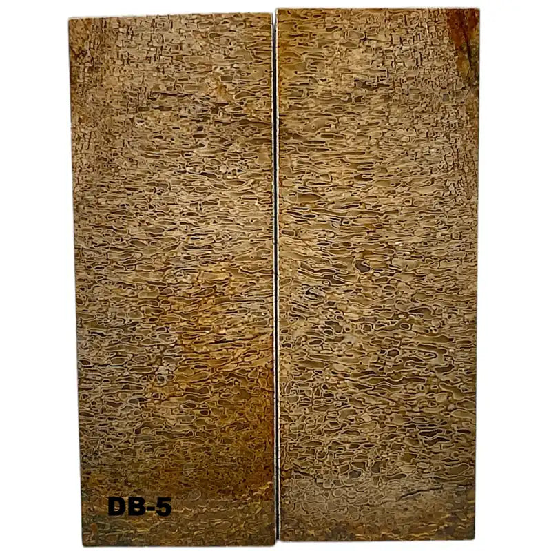 Dino Bone- Natural- Stabilized by Raffir - Maker Material Supply