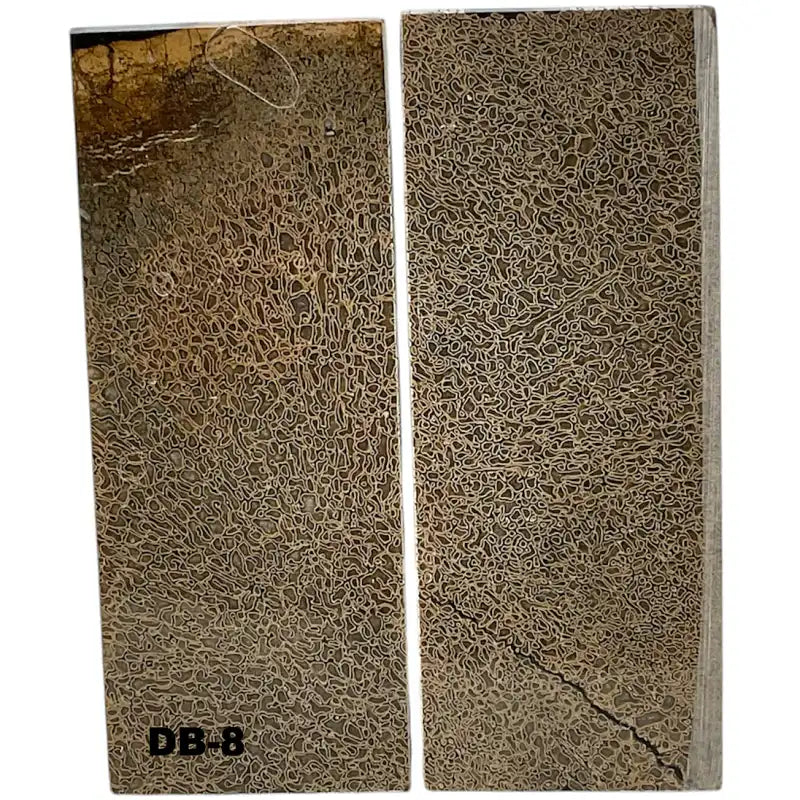 Dino Bone- Natural- Stabilized by Raffir - Maker Material Supply