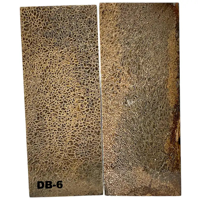 Dino Bone- Natural- Stabilized by Raffir - Maker Material Supply