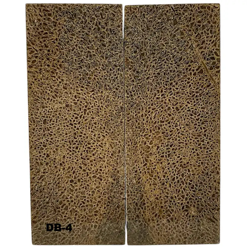 Dino Bone- Natural- Stabilized by Raffir - Maker Material Supply